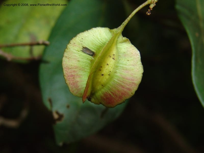 Combretum nelsonii--So. Africa. Lowveld Nat. Bot. Gard. 14 Mch 05. 095.jpg