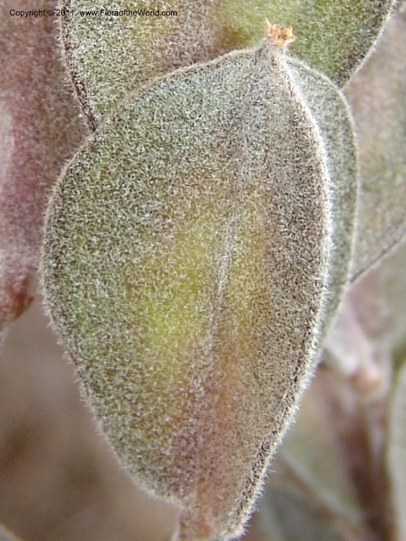 Dioscorea, ZRogers1149--Madag. Prov. Antsir. Sahafary, Analankary. 8 Nov 06. 548.jpg