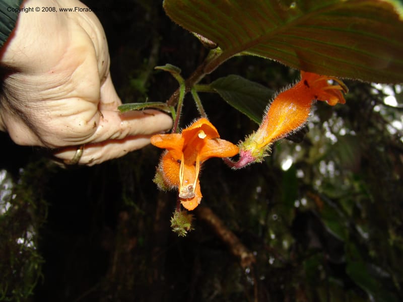 Columnea strigosa, Croat94580--Ecuador. Prov. Pichincha. Reserva Bellavista. 14 Feb 05.  146.jpg