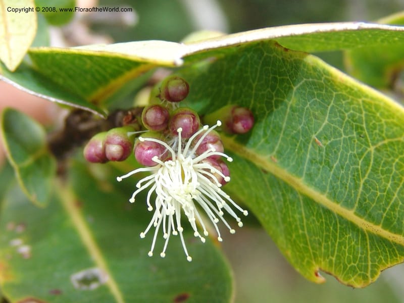 Syzygium cordatum--So.Africa. E. Cape. Umtamvuna Nat. Res. 11 Mch 05. 328.jpg