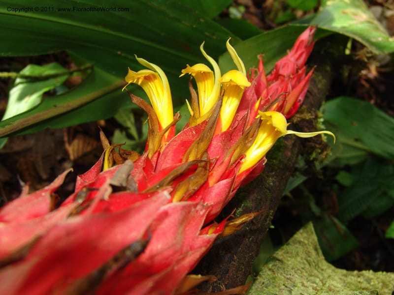 Pitcairnia ferrell-ingramiae, Croat95131--Ecuador. Esmeraldas. Alto Tambo. 21 Feb 05. 249 (9).jpg