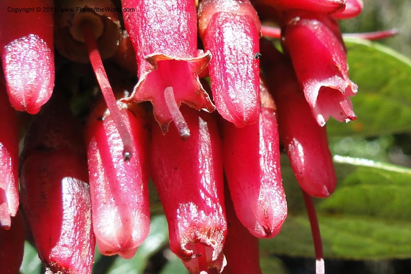 Cavendishia, Ulloa 2093--Ecuador. P. N. Sangay. 6 June 2011. 091 (3).jpg