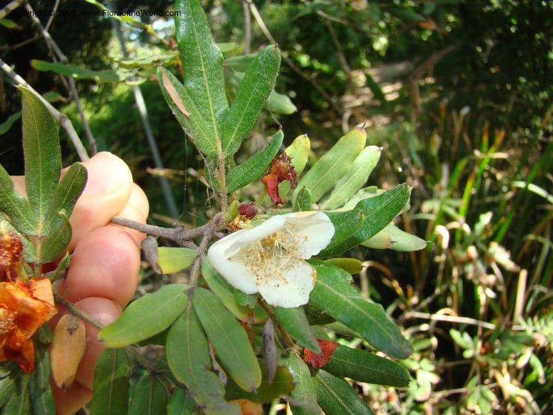 Eucryphia moorei--Australia. Royal Botanic Garden, Melbourne. 19-20 Mch 08. 040.jpg