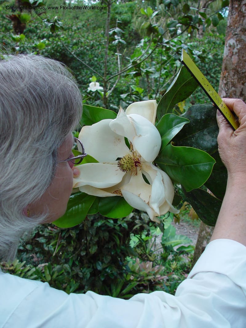 Magnolia poasana--Costa Rica. Wilson Garden. 25 Feb 02. 003.jpg