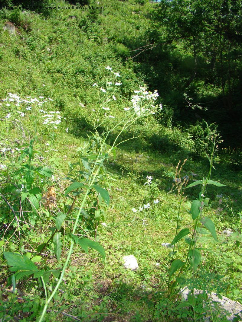 Ranunculus aconitifolius, CDavidson11256--Slovenia. Gorenska Reg. Velika Planina. 6 Jul 08. 164.jpg