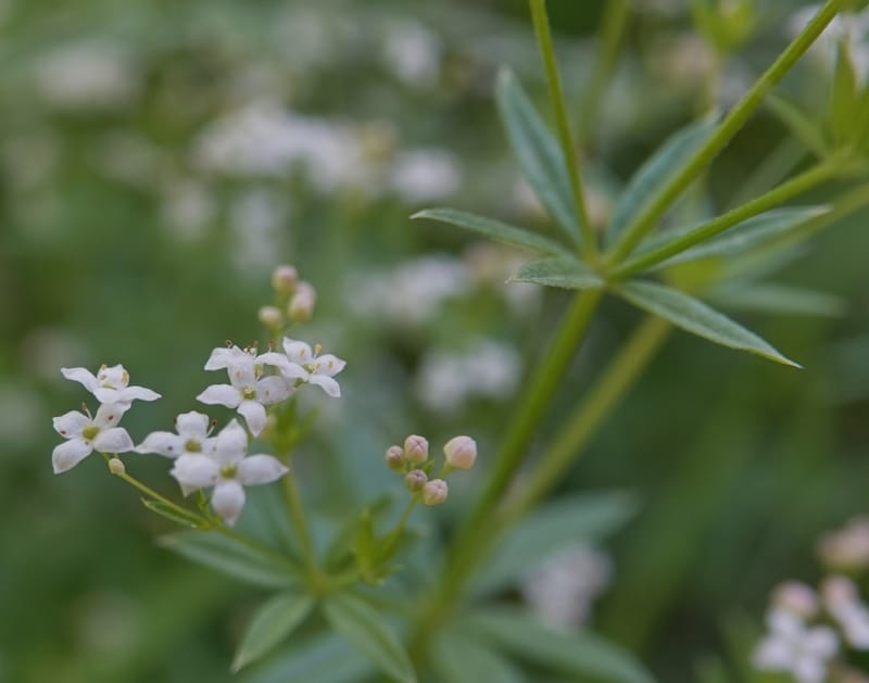 Galium asperrimum, C. Davidson 14086--ID. Valley Co. Lick Creek Rd. 4 Aug 2020. DSC06325 (9).JPG