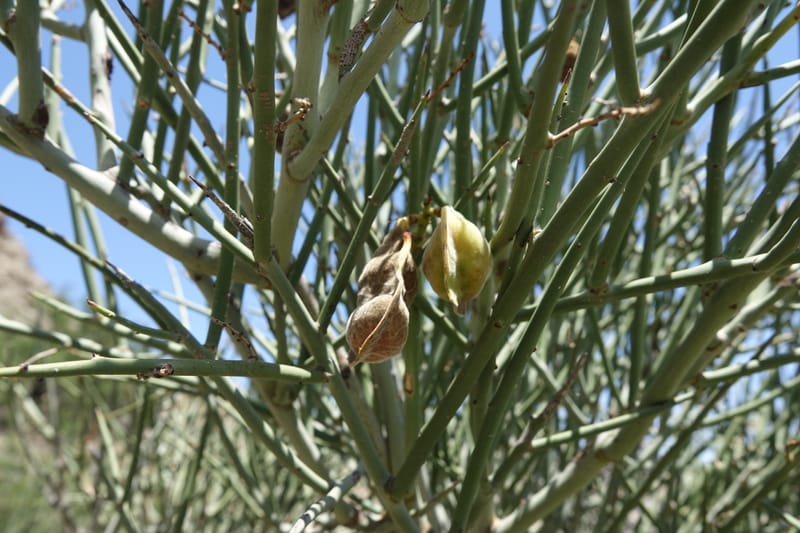 Ramorinoa girolae, Fortunato 13142--Argentina. Hwy 150, P.N. Ischigualasto. 7 Feb 2018. DSC09079 (167).JPG