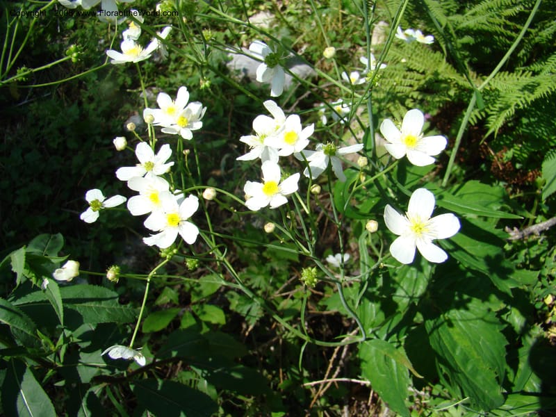 Ranunculus aconitifolius, CDavidson11256--Slovenia. Gorenska Reg. Velika Planina. 6 Jul 08. 179.jpg