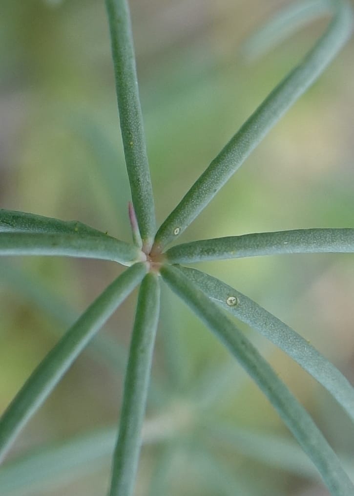 Cleome angustifolia subsp. diandra, L. Nanyeni 1140--Namibia. Avis Dam. 15 Mar 2018. DSC00541 (15).JPG