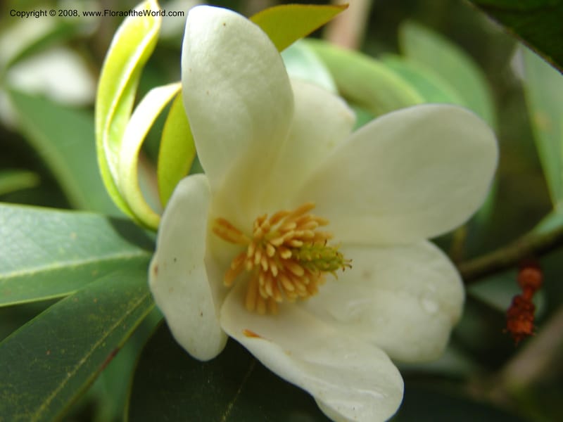 Michelia crassipes--CA. San Francisco Botanical Garden (Strybing Arb.). 30 Mch 06. 091.jpg