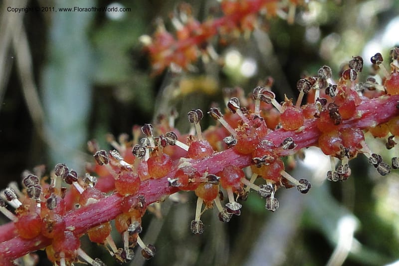 Gunnera brephogea, Ulloa 2180--Ecuador. Pichincha. Reserva Yanacocha. 11 Jun 2011. 311 (30).jpg