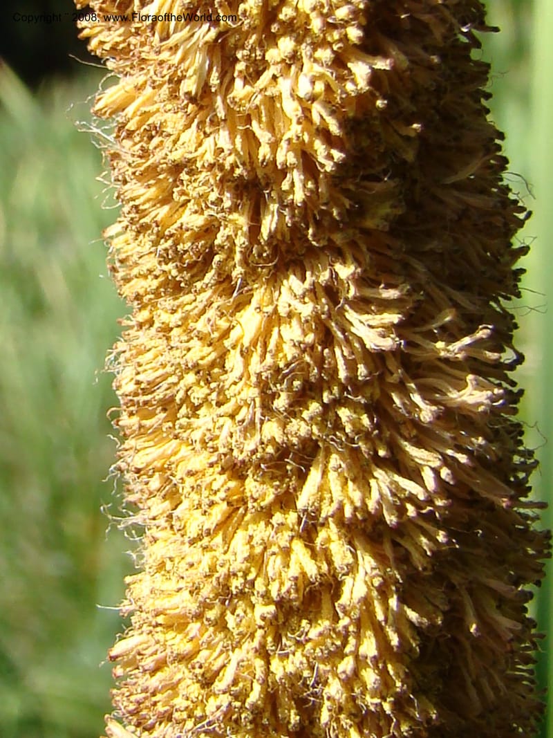 Typha latifolia, CDavidson11316--ID. Valley Co. Ponderosa State Park, Payette Lake. 6 Sep 08. 067.jpg