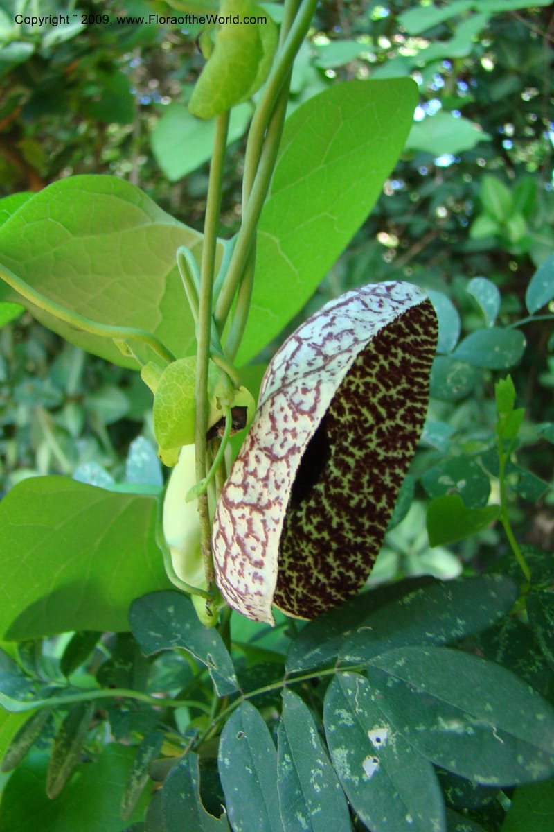 Aristolochia odoratissima--South Africa. Durban Botanical Garden. 30 Jan 09. 245.jpg