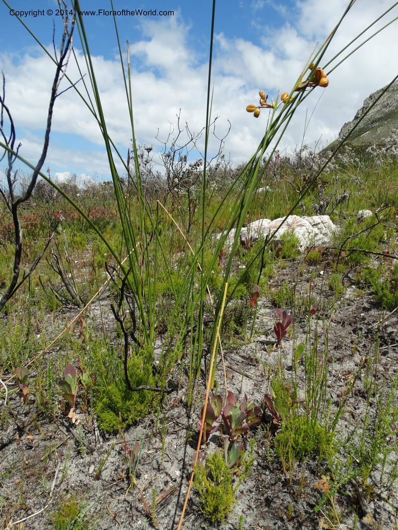Bobartia indica, Davidson, C 12312--South Africa. Western Cape. E. side, Fernkloof. 24 Jan 2014. DSC01799 (49).JPG