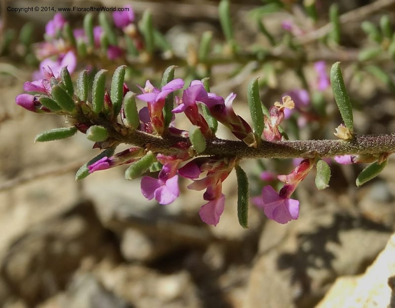 Muraltia satureioides, Davidson, C 12304--South Africa. Western Cape. De Hoop Nature Res. 22 Jan 2014. DSC01681 (78).JPG