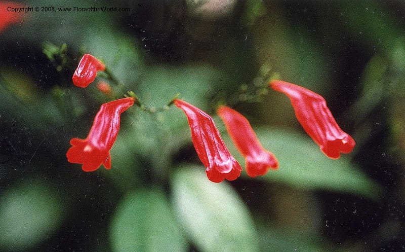 Ruellia graecizans--MO. Missouri Bot. Garden. 31 Jul 99. 005.jpg