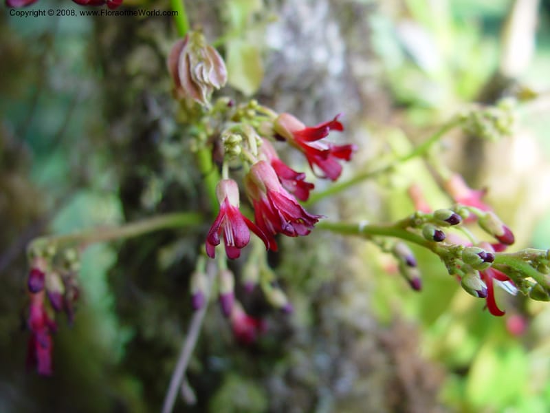 Averrhoa bilimbi--Costa Rica. Wilson Garden. 25 Feb 02. 003.jpg