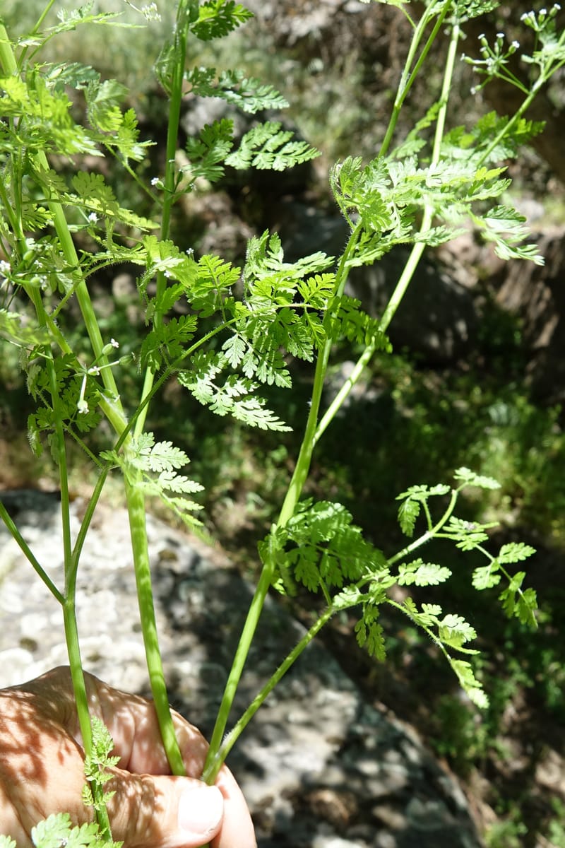 Anthriscus caucalis, C. Davidson 13580--ID. Idaho Co. Salmon R. Rd. E of Riggins. 24 May 2017. DSC00708. JPG (152).JPG