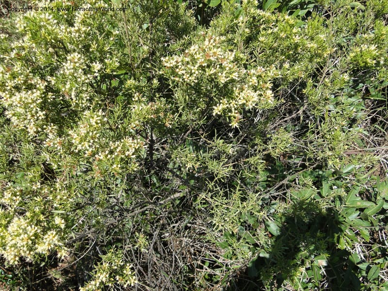 Baccharis pseudotenuifolia, Stevens, W.D. 31064, Cerro Cora, 15 Mar 2011 1370 (1).JPG
