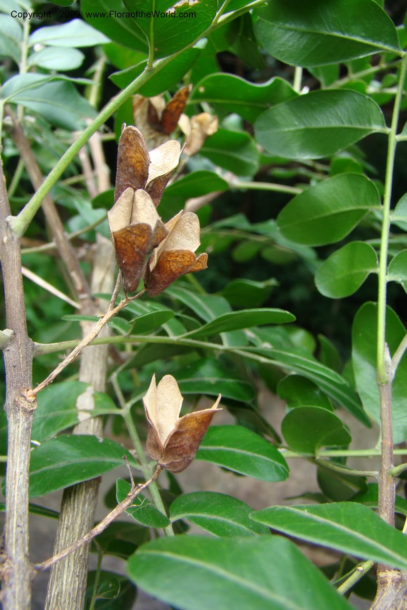 Ptaeroxylon obliquum, Z. Rogers 1301--South Africa. KwaZulu-Natal. Krantzkloof Nat. Res. 24 Jan 09. 085.jpg