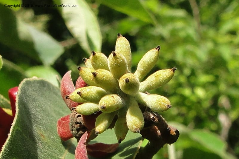 Uvaria, Regalado 1954--Viet Nam. Forest Block 19. 15 May 2011. 144 (19).jpg