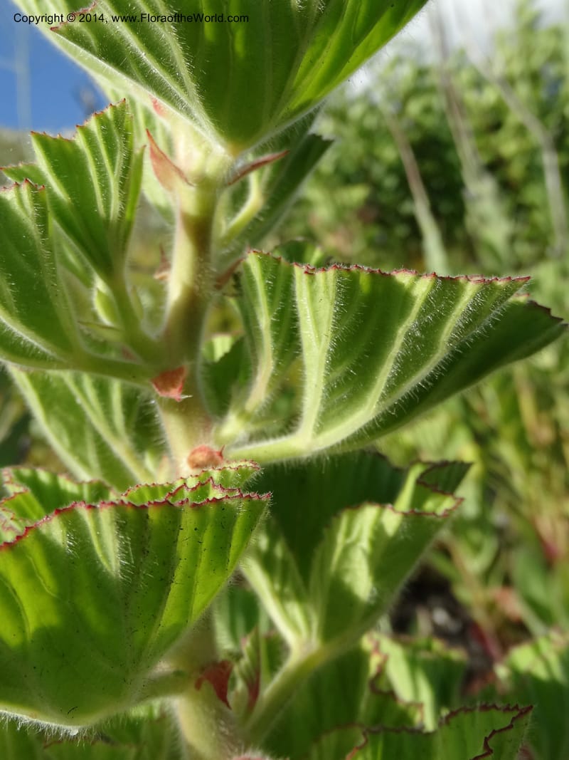 Pelargonium cucullatum, Davidson, C 12327--South Africa. Western Cape. E. side, Fernkloof. 24 Jan 2014. DSC01799 (344).JPG