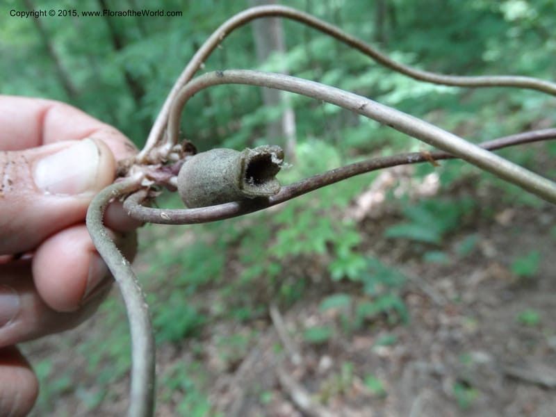 Asarum arifolium, Davidson, C 13035--Georgia. Stephens Co. Panther Cr. 18 May 2015.  (53).JPG