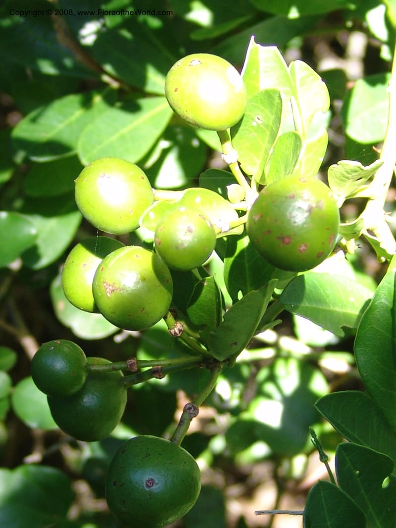 Capparis sepiaria--So.Africa. E. Cape. Maitland Nat.Res. 5 Mch 05. 134.jpg