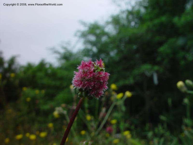 Sanguisorba minor--Italy. Tuscany. Totalfina Station on Hwy A1 (E35) so. of Arezzo. 12 May 02. 003.jpg