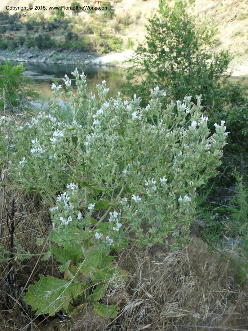 Salvia aethiopis, Davidson, C 12603--ID. Idaho Co. Goff Bridge on Hwy 95 N of Riggins. 16 Jul 2014. DSC00481 (92).JPG