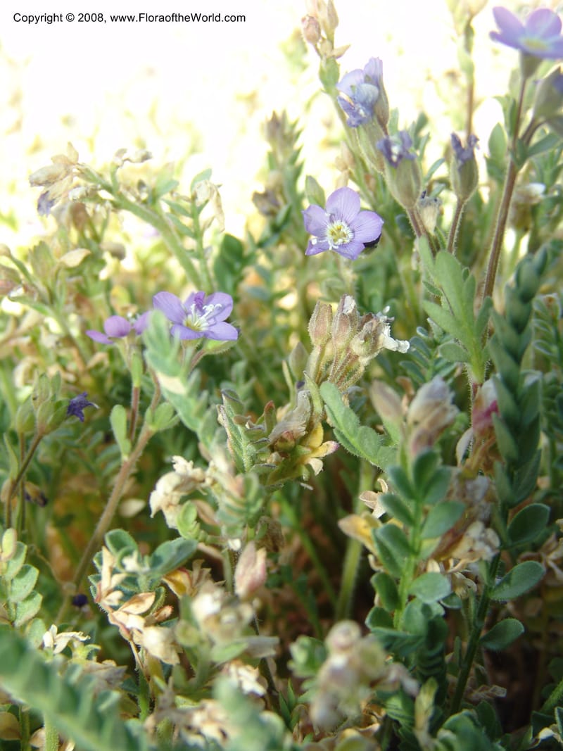 Polemonium pulcherrimum, CDavidson11098--ID. Idaho Co. Dredge ponds W of Warren. 8 Jul 07. 119.jpg