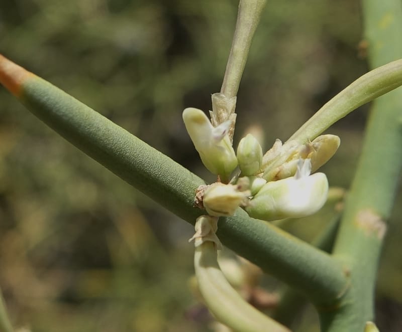 Bredemeyera colletioides, Fortunato 13068--Argentina. Hwy 60, rocky river channel. 3 Feb 2018. DSC08172 (62).JPG