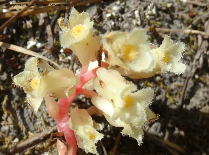 Monotropa hypopitys, Davidson, C 12626--ID. Idaho Co. S of Steamboat Summit. 5 Aug 2014. DSC00156 (162).JPG