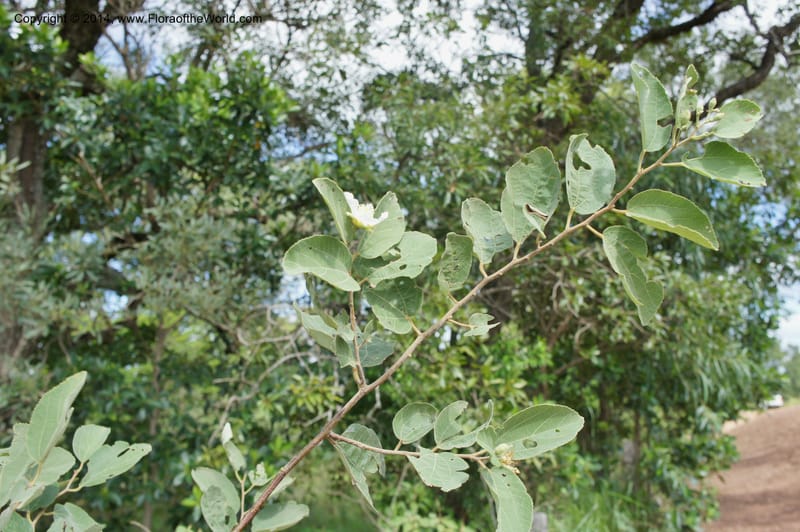 Luehea paniculata, Stevens,  W. D 31230, Garay Cue, 19 Mar 2011 4552 (1).JPG
