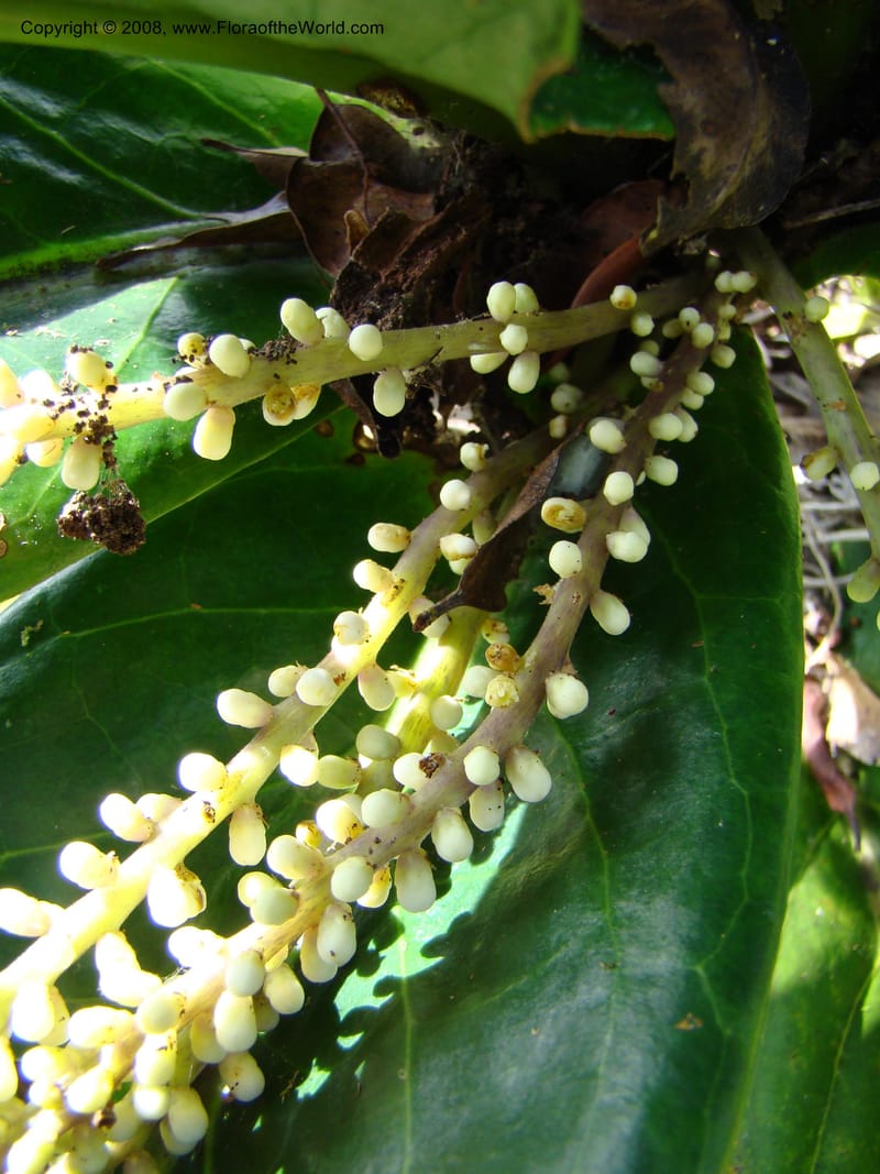 Symplocos, JMunzinger4747--New Caledonia. Mandjelia. 13 Nov 07. 138.jpg