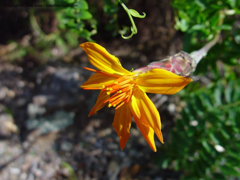 Mutisia viciaefolia. 36.2016--California. Berkeley Bot. Gard. 10 Feb 03. 084.jpg