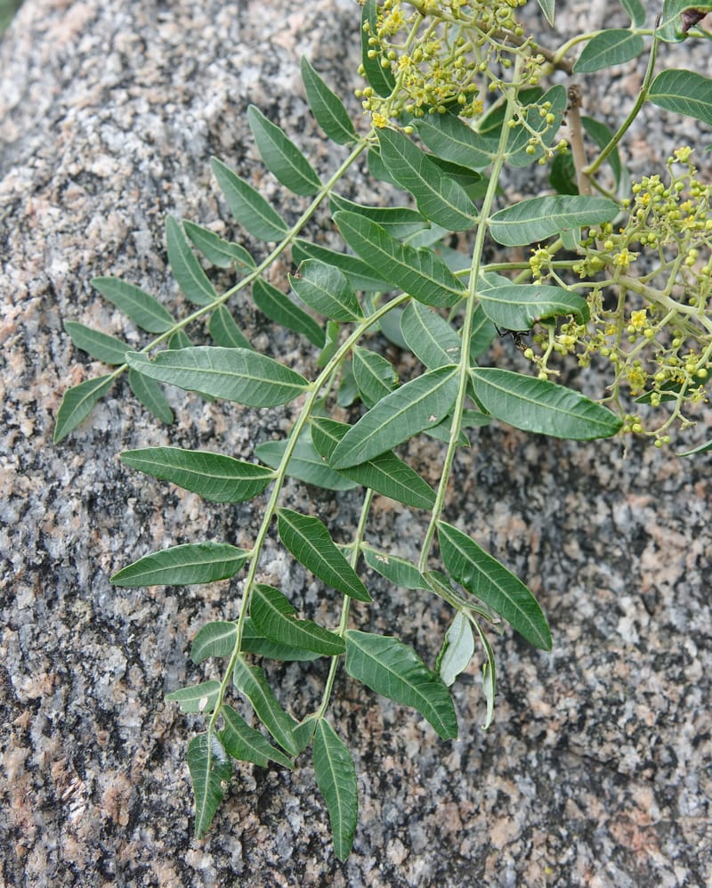 Schinus areira, Fortunato 13200--Argentina. Hwy 150 S of San Augustin. 9 Feb 2018. DSC09845 (73).JPG