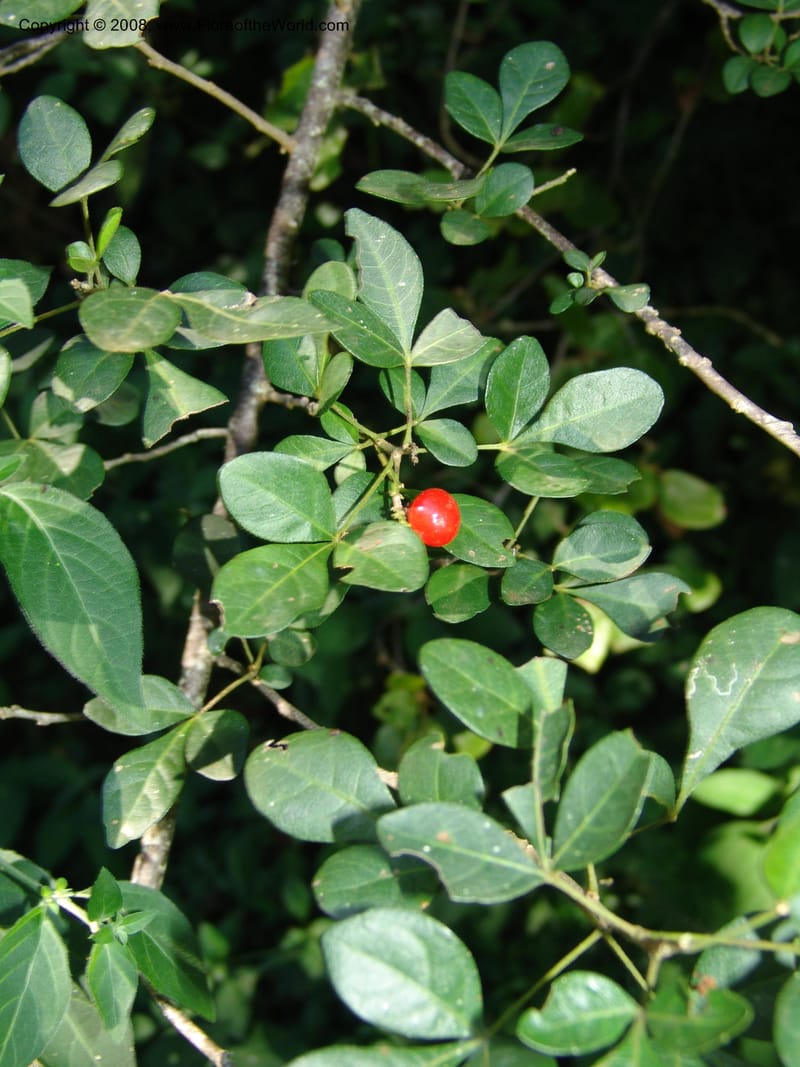 Rhus--So.Africa. E. Cape. Maitland Nat.Res. 5 Mch 05. 153.jpg