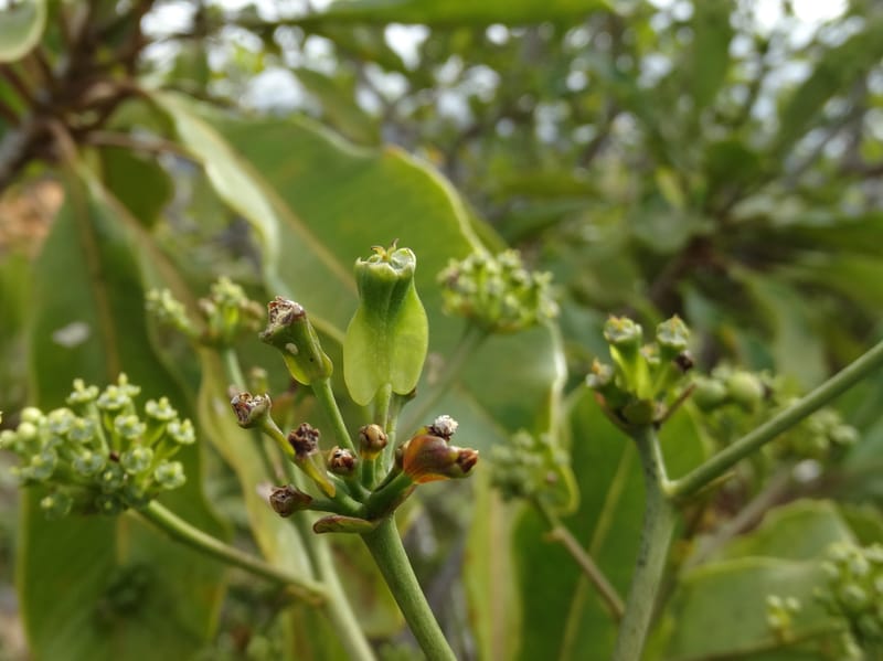 Myodocarpus involucratus, Lowry, P 7375--New Caledonia. Mont Dzumac. 12 Nov 2015. DSC01563 (533).JPG