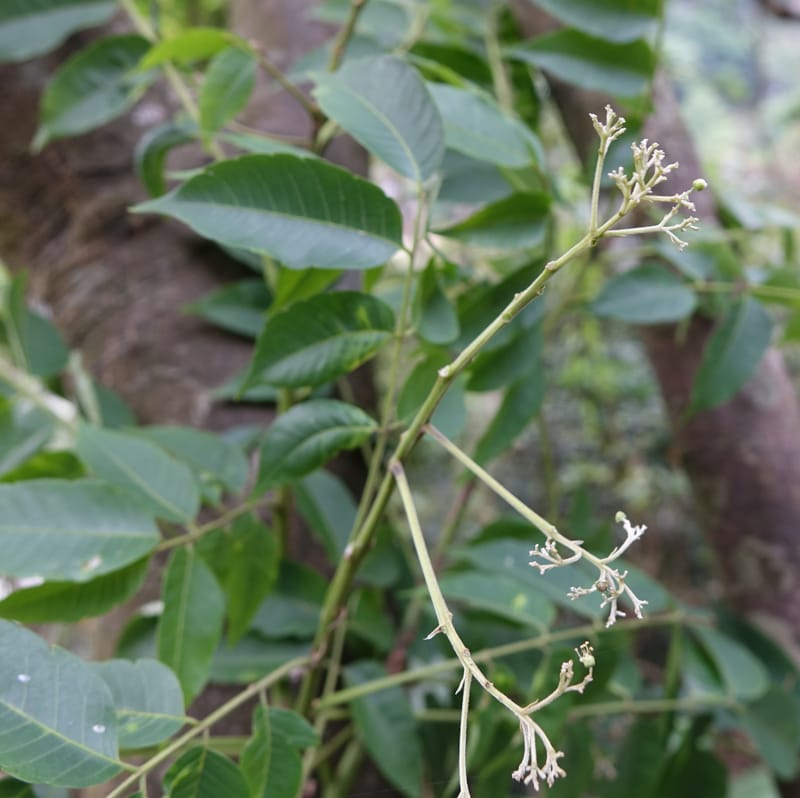Eurycorymbus cavaleriei, Chung Kuo-Fang 3353--Taiwan. Wulai Distr. Wulai village. Chia Jiao Liao. 19 May 2016.  (11).JPG