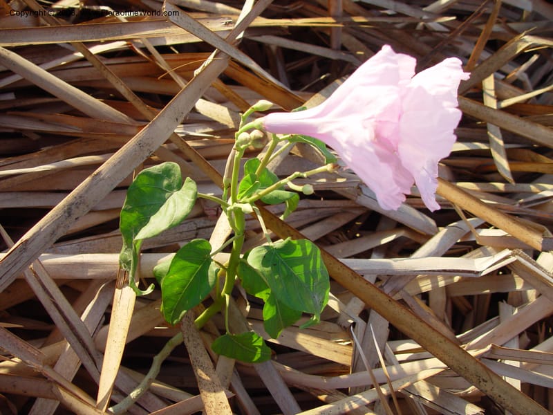 Ipomoea carnea--Costa Rica. Prov Guanacaste.  Palo Verde Biol. Sta. 31 Mch 03. 023.jpg
