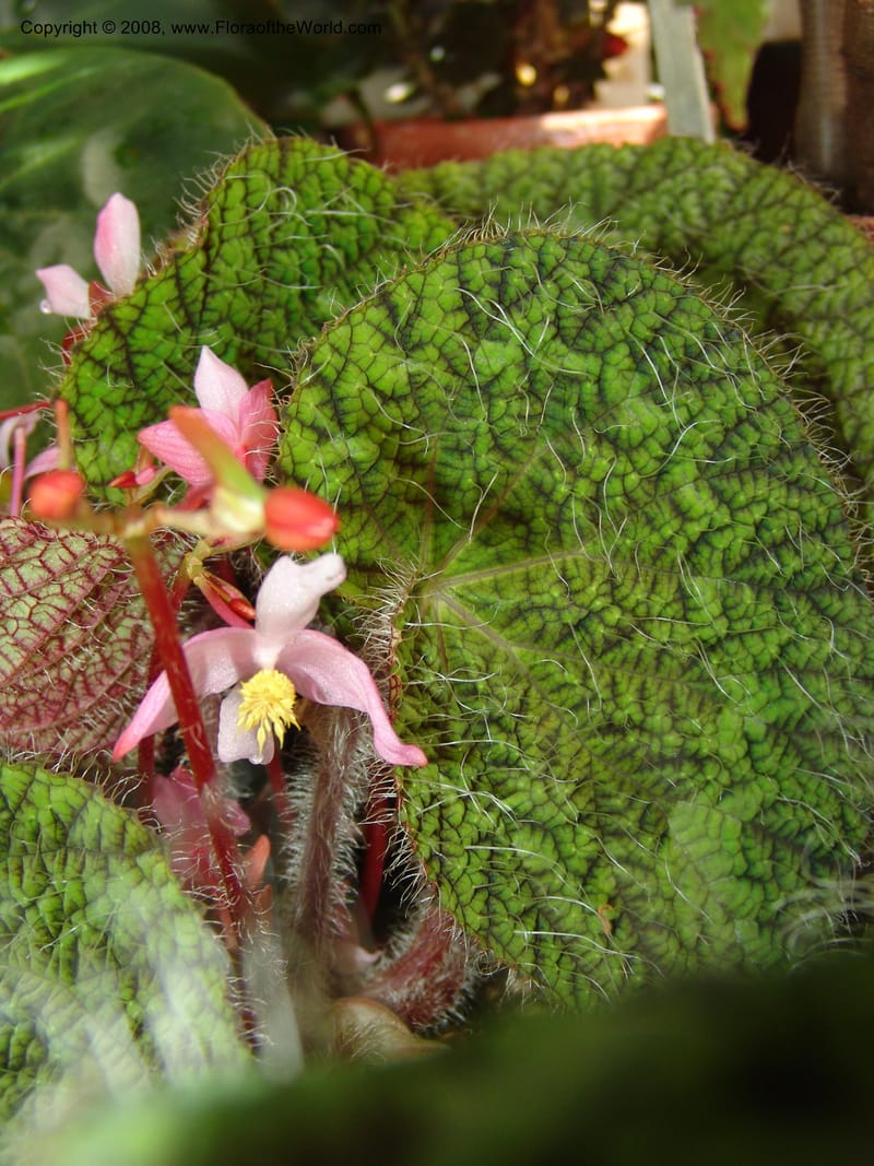 Begonia rex ssp longiciliata--France. Nancy. Jard. Bot. Montet. 2 May 05. 194.jpg