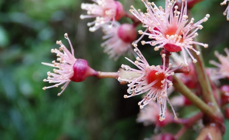 Syzygium, Plunkett, G 3181--Fiji. Waisali Rainf. Reserve. 4 Nov 2015. DSC08848 (26).JPG