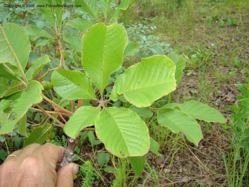 Vitex fischeri, RGereau7040--Tanz. Mbeya Rural Distr. Utengule Coffee Lodge. 26 Jan 08. 160.jpg
