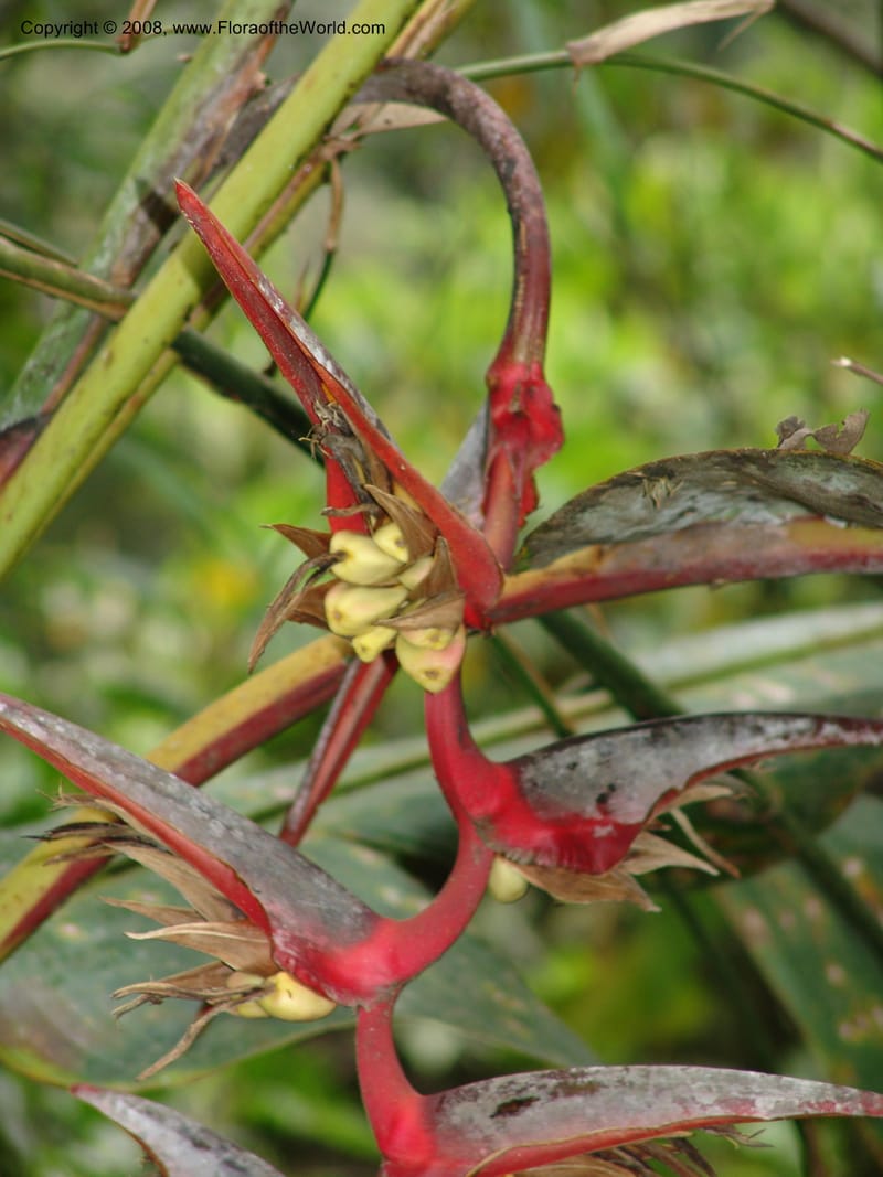 Heliconia griggsiana, Croat94560--Ecuador. Prov. Pichincha. Tandayapa-Nono. 13 Feb 05. 149.jpg