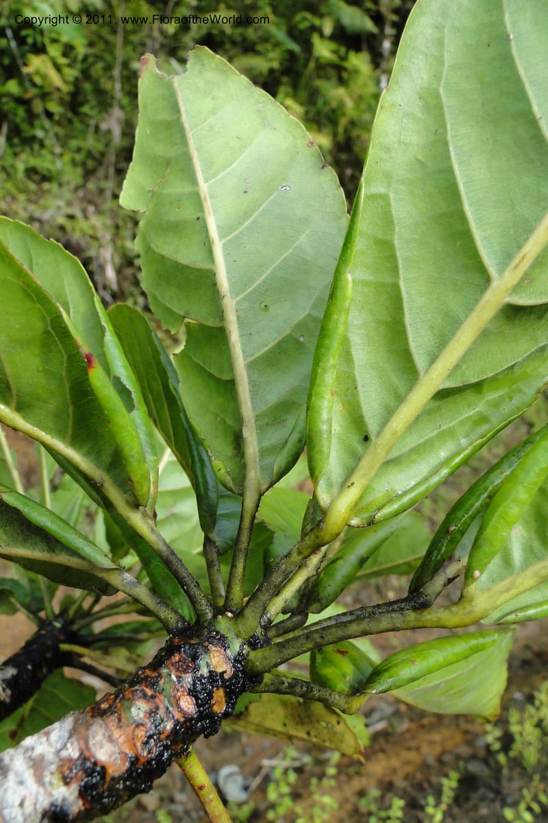 Elaeocarpus, M. Tuiwawa 4923--Fiji. Area of Monasavu Dam I. 9 Feb 2011. 490 (7).jpg