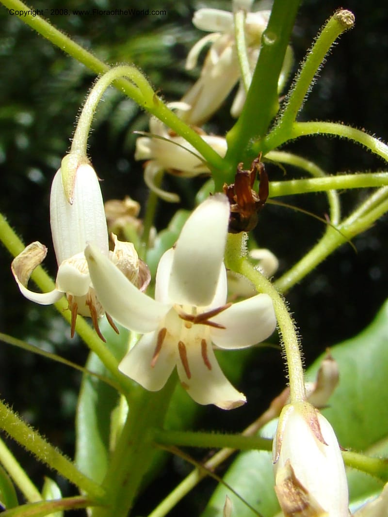 Pittosporum, CGemmill x--New Caledonia. Monts Dzumac. 20 Nov 07. 074.jpg