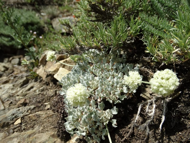 Eriogonum ovalifolium var. nivale, Davidson, C 12594--ID. Idaho Co. Seven Devils Camp Ground. 15 Jul 2014. DSC00113 (203).JPG