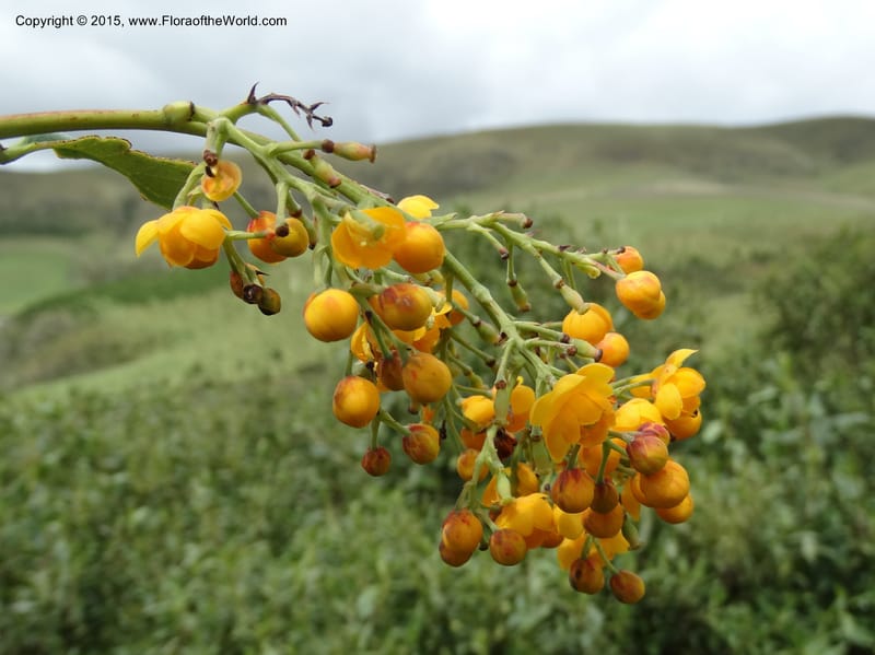 Berberis jamesonii, Ulloa, C 2504--Ecuador. Antesana. Lga. Sta. Lucia. 24 Apr 2015. DSC02778 (135).JPG
