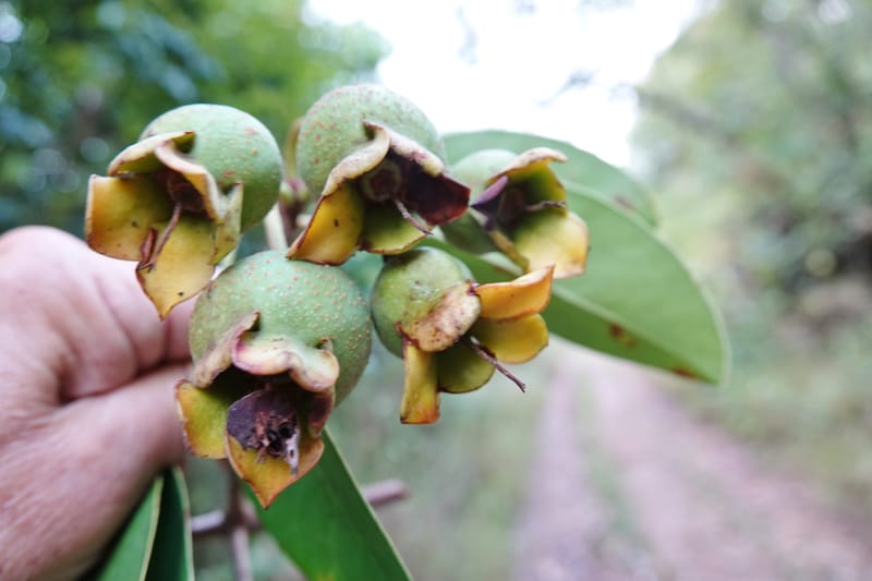 Anneslea fragrans, D. Boufford 33132--China. Yunnan. Meizi Lake Park. 3 May 2018. DSC01424 (306).JPG